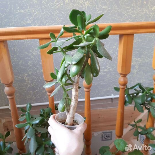 Денежное дерево