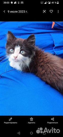 Котенок в добрые руки бесплатно