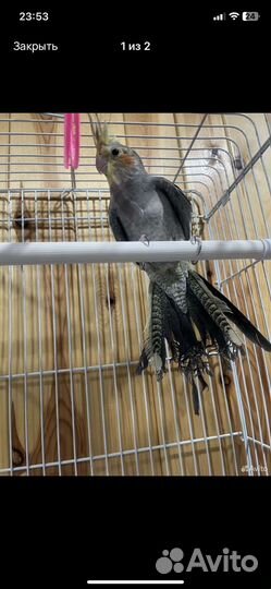 Попугай корелла с клеткой