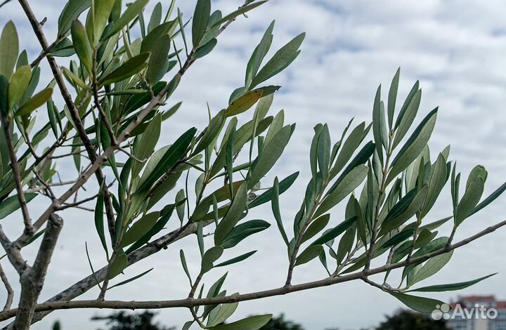 Олива Европейская, семена