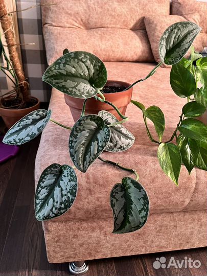 Сциндапсус экзотика, золотистый