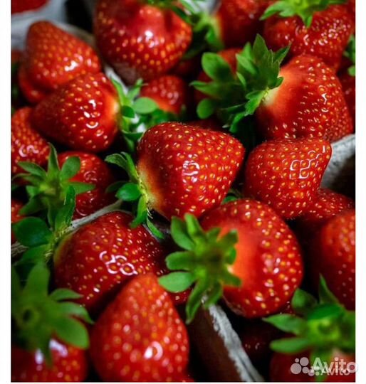 Рассада клубники