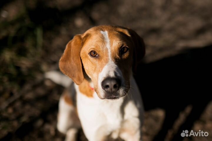 Собака в добрые руки