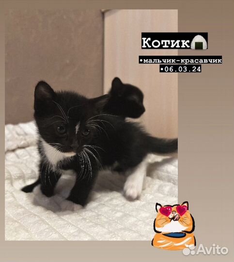 Котята в добрые руки
