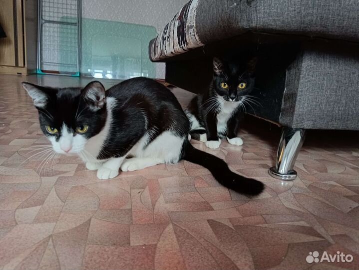 Котята в добрые руки бесплатно