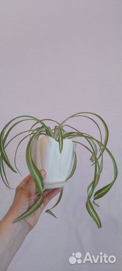 Хлорофитум кудрявый