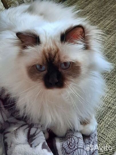 Священная бирма кошечка