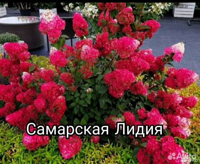 Гортензия Самарская Лидия
