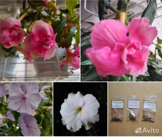 Набор ризом ахименеса