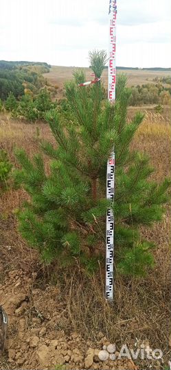 Крупномер декоративные