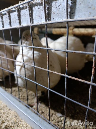 Перепела на корм животным или бульон