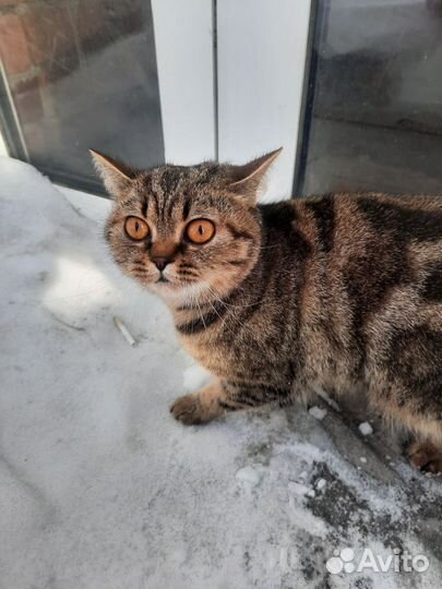 Кошка в дар