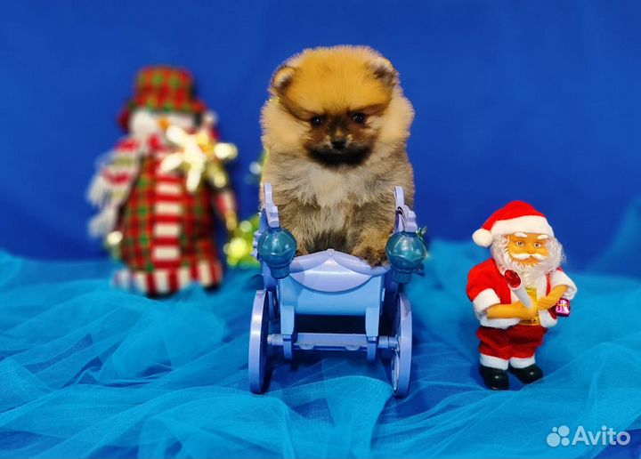 Щенки шпиц мальчики и девочки