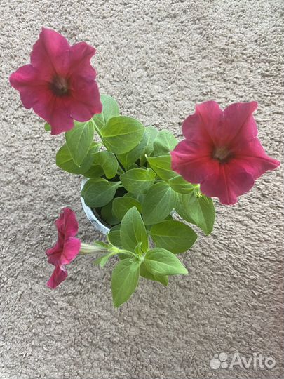 Петуния изи вейв