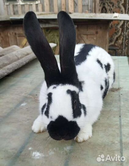 Кролик Строкач