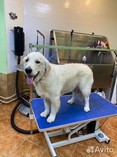 Груминг-салон Чара для кошек и собак на Королева