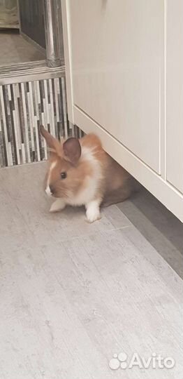 Декоративные кролики