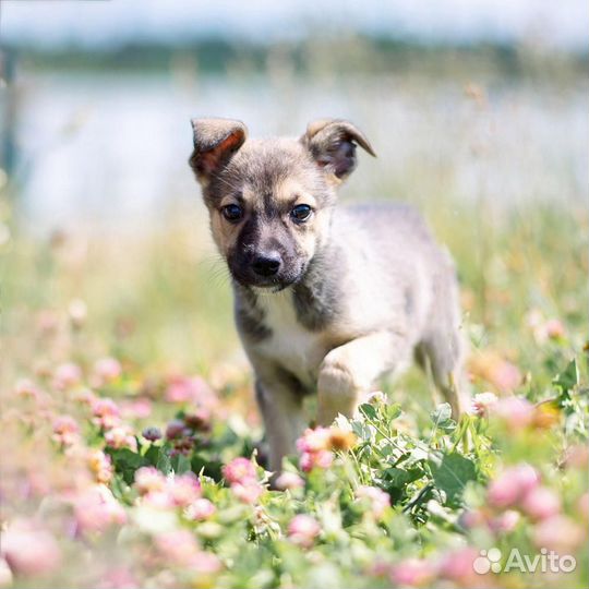 Щенок Бетти ищет дом