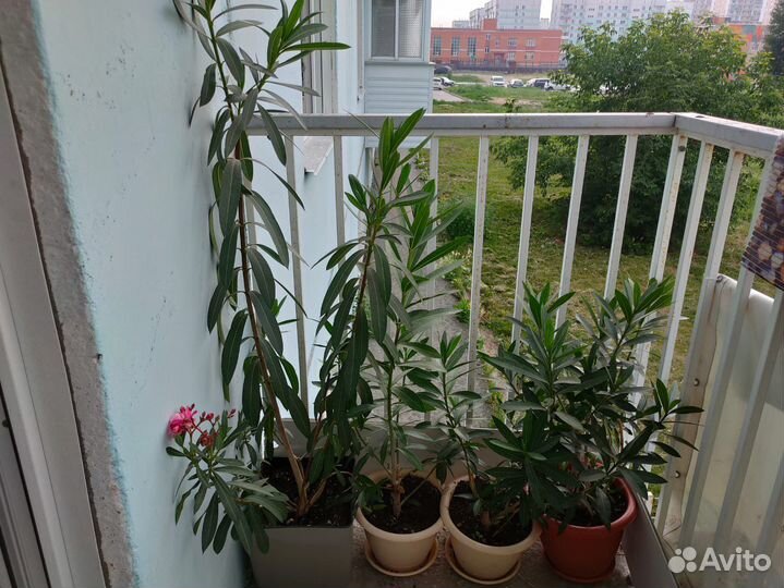 Олеандр махровый