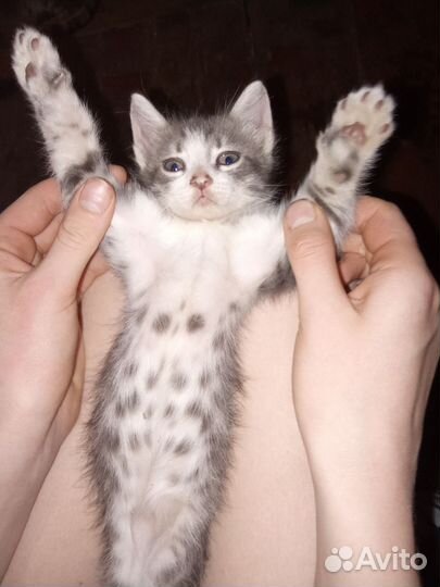 Котенок
