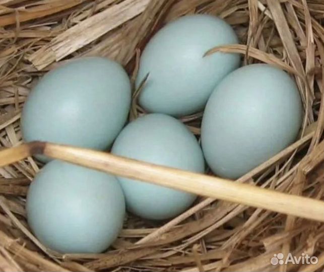 Петушки ухейилюй