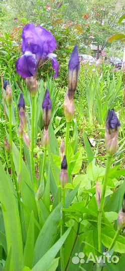 Ирис