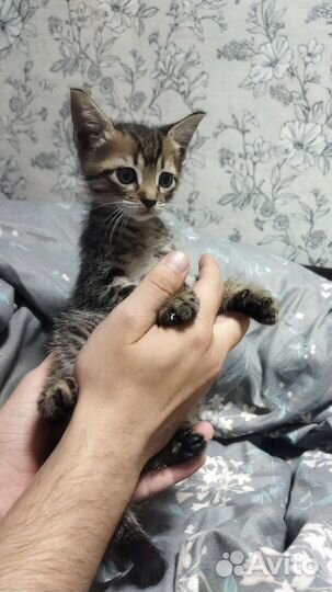 Кошка в дар бесплатно