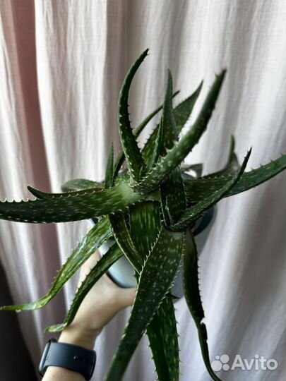 Алоэ вера лечебный