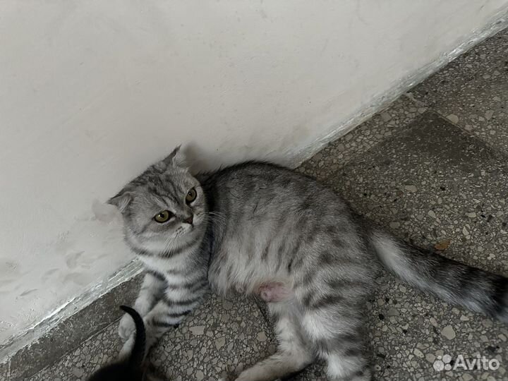 Шотландские вислоухие котята