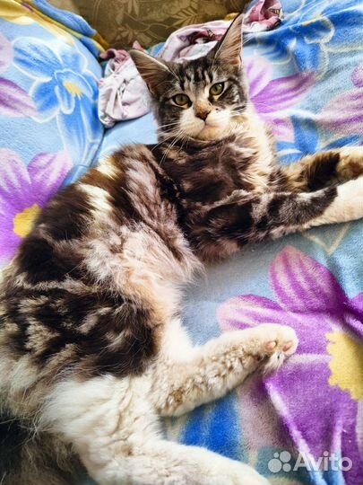 Мейн-кун Кошечка