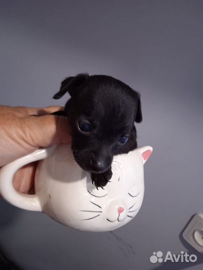 Той-терьер щенки