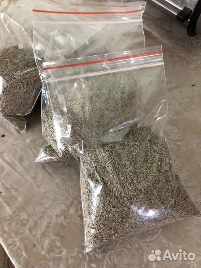 Семена салат левистро