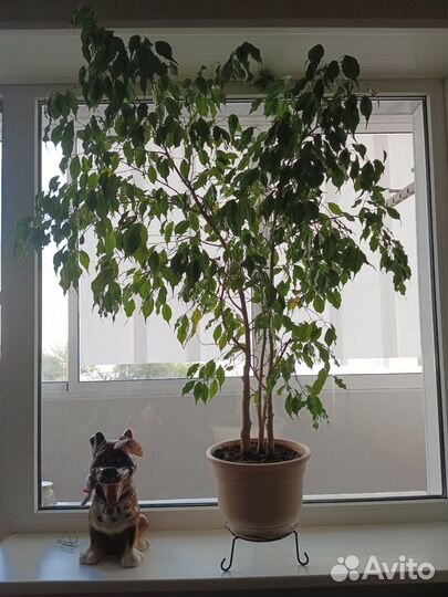 Фикус Бенджамина