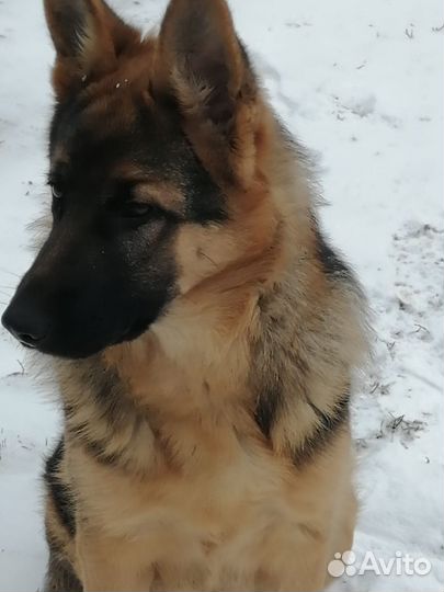 Овчарка