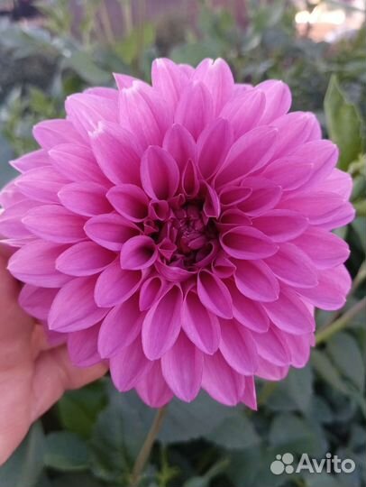 Георгины клубни и на срез, лилейники