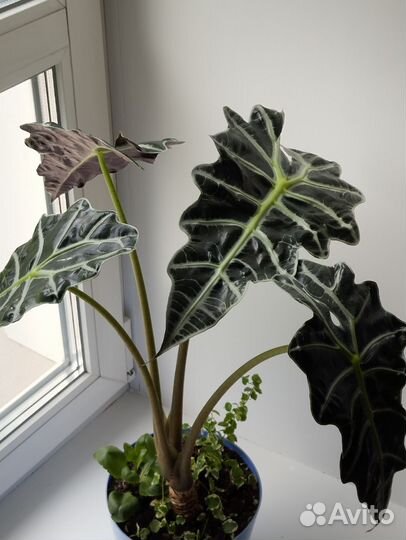 Алоказия амазонская