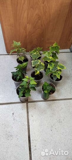 Плющ хедера