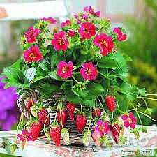 Ампельная клубника Торпан