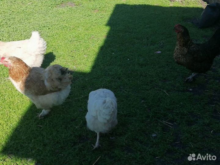 Продам кур