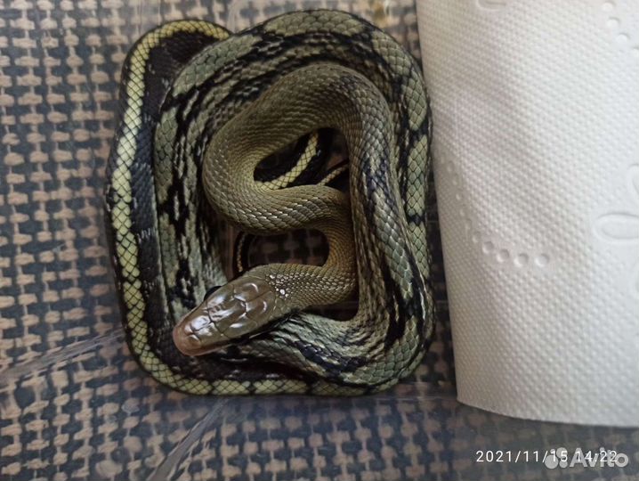 Маисовый полоз