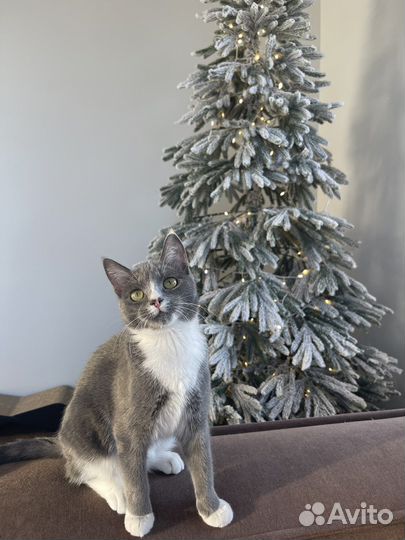 Ель литая заснеженная 210см гирлянда в подарок