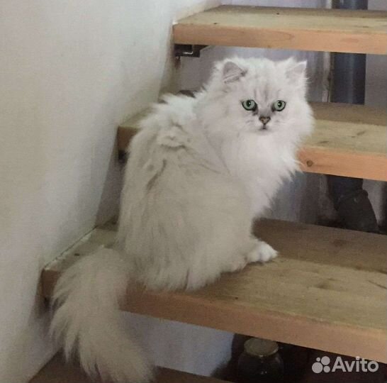 Персидская