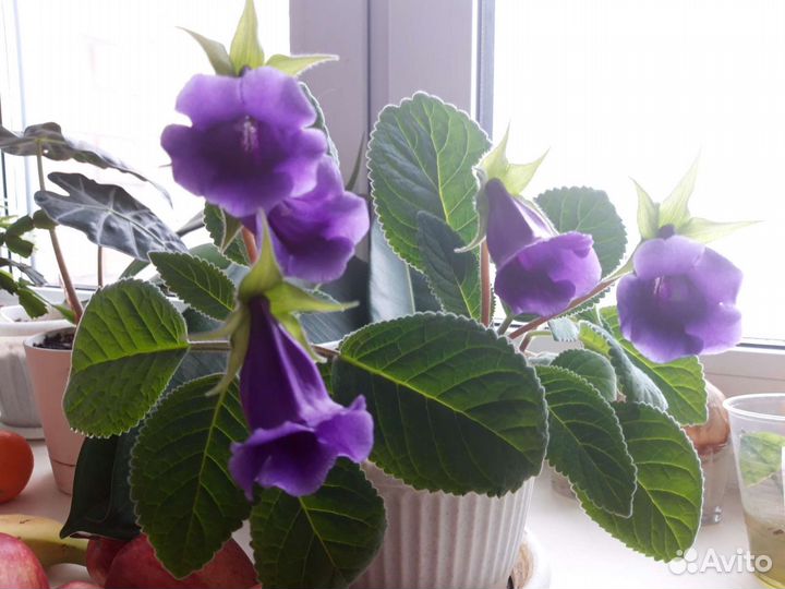 Тидея (глоксиния) листья