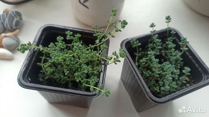 Суккуленты