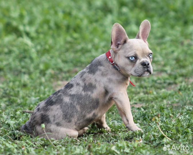 Щенок Французского бульдога мерле