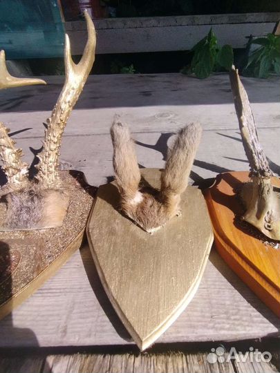 Рога оленя и лося