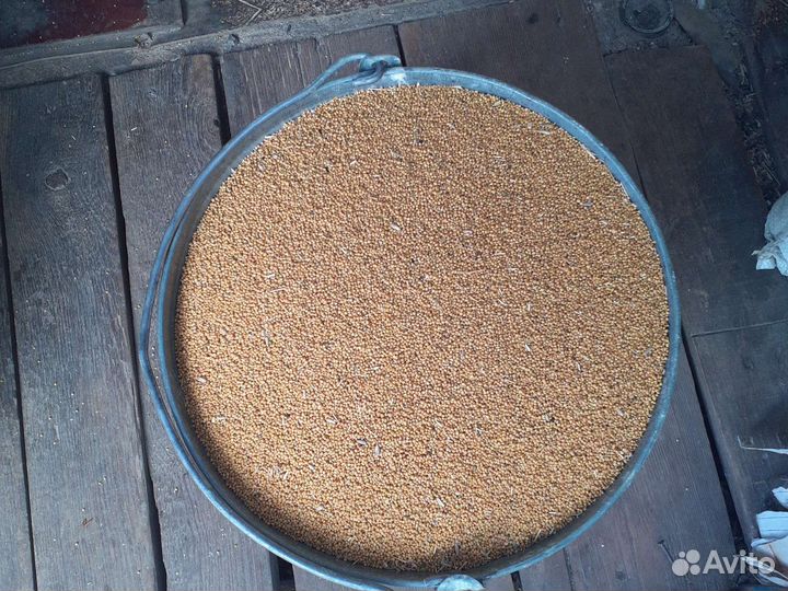 Семена горчицы