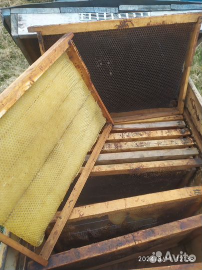 Сущ для пчёл