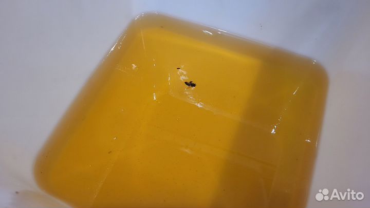 Мед липовый 2023