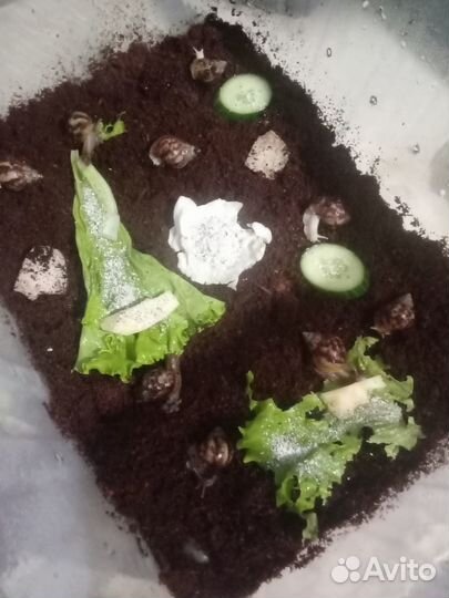 Улитки ахатины, детёныши